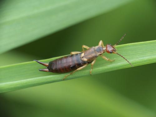 Forficula auricularia